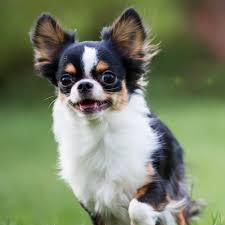 It has curved sides to make it easier to hold, but it's gentle enough to use every day. Chihuahua Grooming Bathing And Care Espree