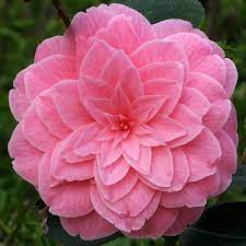 Jim S Camellias Gallery C
