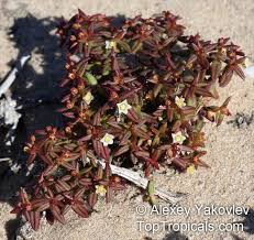 Image result for Crassula expansa
