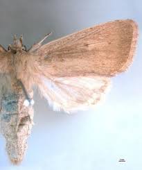 These are largely commercial sugarcane varieties. Fact Sheet Sugarcane Pink Borer 278