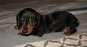 Rockin m kennel specializes in akc miniature smooth coat dachshunds in black & tan and chocolate & tan solid, piebald, dapple, and dapple piebald. Ckc Miniature Dachshund Puppies For Sale In Livingston Texas Classified Americanlisted Com