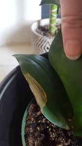 There are over 70+ snake plant varieties or sansevieria varieties found on earth. What S Wrong With My Black Dragon Snake Plant Houseplants