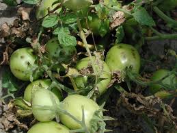 Image result for tomato seedling pseudomonas syringae pv tomato symptoms