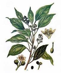 Camphor Tree Uses Benefits And Side Effects Fragrant Plant Medicinal Plants Trees To Plant