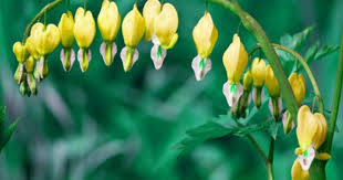 An Entry From The Propaedeuticist Shade Perennials Shade Flowers Bleeding Heart