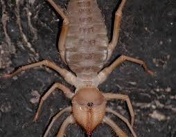 We trap and removal all nuisance wildlife. Aantex Pest Control Archives Aantex