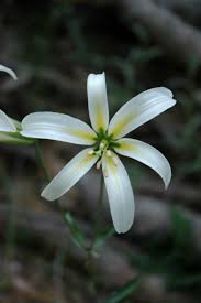 Check spelling or type a new query. Favorite White Flowered Bulbs Pacific Bulb Society