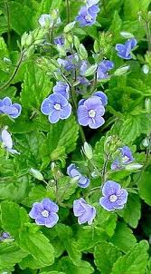 Otherwise, we have few herbicides to use when weeds get out of hand. Speedwell Veronica Chamaedrys Cold Hardy Perennial Ground Cover That Is Easy To Control Hardy Perennials Perennials Weeds In Lawn