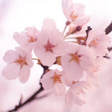 Maybe you would like to learn more about one of these? The Gorgeous Meanings Behind Cherry Blossom Tattoos Beauty Mag