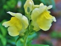 Sow in the month of august. How To Grow Snapdragon Hubpages