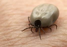 38 Unexpectedly Brilliant Tips For Dog Owners Good To Know Tick Removal Ticks