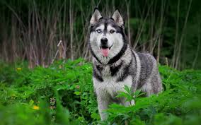 nature forest animals dogs plants husky wallpaper 13630 wallpaperup wallpaper mania com