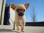 Chihuahua Puppies for Sale from Reputable Dog Breeders