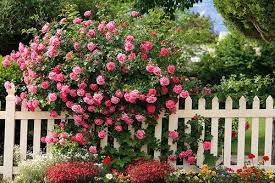 Roses And A Picket Fence That S The Dream Rose Fence Beautiful Flowers Cottage Garden