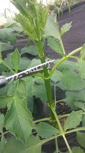 It S Time For Topping Dahlias Growing Dahlias Planting Dahlias Dahlias Garden