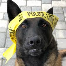 K 9 Jester Belgian Malinois Malinois Dog Belgium Malinois Military Working Dogs