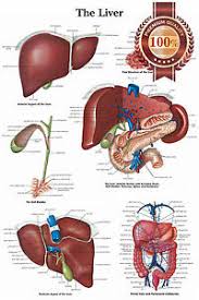 Details About New The Liver Medical Diagram Chart Informational Anatomy Print Premium Poster