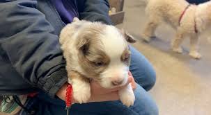 Beautiful, free images gifted by the world's most generous community of photographers. Puppy Among Several Dogs Rescued From Hoarding Situation