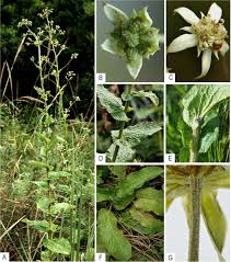 Image result for Alepidea amatymbica