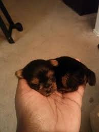 Maybe you would like to learn more about one of these? Teacup Yorkies For Sale In Houston Texas Classified Americanlisted Com