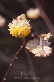 Image result for Gnidia chrysantha