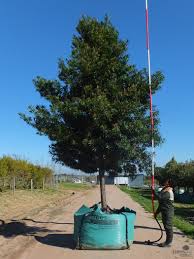 Image result for Afrocarpus