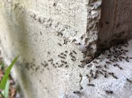 Anticoagulant rodenticides are often used. How To Get Rid Of Ants In Walls The Simple Strategy