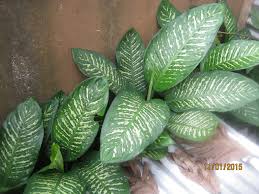 Dieffenbachia Seguine Hedge Hedges Plant Leaves Plants