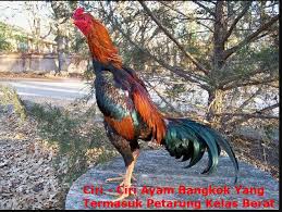 Pin Di Ayam Bangkok