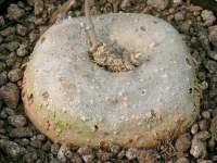 Image result for Ceropegia rendallii