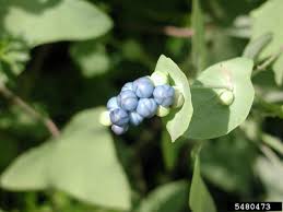 Of invasives, including the invasive plant council, the invasive plant working group, and the invasive plant atlas of new england. Invasive Mile A Minute Weed Found In Calhoun County