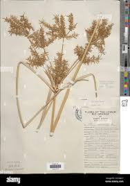 Image result for Cyperus digitatus