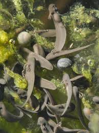 Parc naturel régional de Lorraine et Association Faune et Flore Aquatiques  de Lorraine