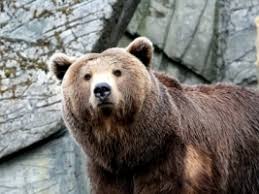 We have an extensive collection of amazing background images carefully chosen by our community. Teddy Bear Wallpaper Wallpapers For Free Download About 3 014 Wallpapers