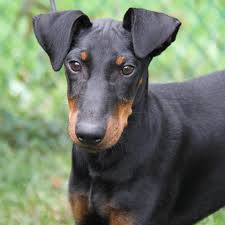 It is considered to be the best vermin hunting breed. Moonshadows Manchester Terriers Home Facebook
