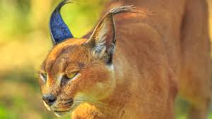 Caracal big cats are native to the dry savannah and woodlands of central the lack of understanding of the body language of caracal, has led novice cat keepers to get a serval. Serval Caracal Encounter