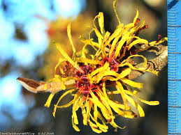 Image result for Hamamelis mollisi