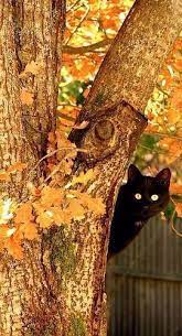 Pin On Gatos Negros El Gato Negro Black Cat