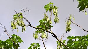 Image result for Gyrocarpus