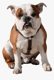 Use the search tool below and browse adoptable french bulldogs! French Bulldog Puppy Boxer Miniature Schnauzer Bulldog Png Transparent Png Kindpng