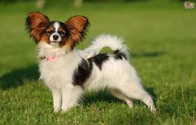 The mane can be just around the head and jaw, or it sometimes goes to the middle of the body. 10 Popular Small Long Haired Dog Breeds Tail And Fur Papillon Dog Dog Breeds Long Haired Dog Breeds