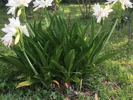 Image result for Crinum jagus