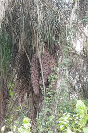 Image result for Raphia rostrata