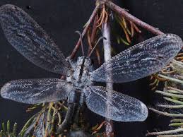 Image result for Antrocaryon nannanii