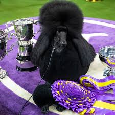 'siba' the standard poodle wins best in show at 2020 westminster kennel club dog. Siba The Standard Poodle Wins Westminster Dog Show The New York Times