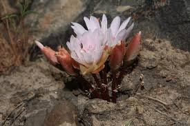 Image result for Rytigynia lewisii