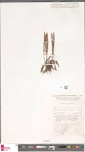 Image result for Hypericophyllum compositarum