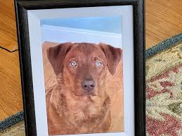 PHOTOS: Kure Beach man remembers his faithful companion, Milo