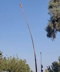 Please call to schedule an appointment. Man Trying To Trim A 100 Foot Palm Tree Is Flung Across The Sky As He Chops Off Leaves Daily Mail Online