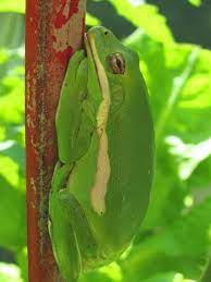 Do frogs eat goldfish water garden. How To Raise Tadpoles And Frogs In Your Garden Pond Hgtv